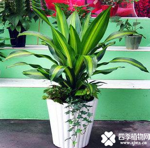巴西美人的养殖方法