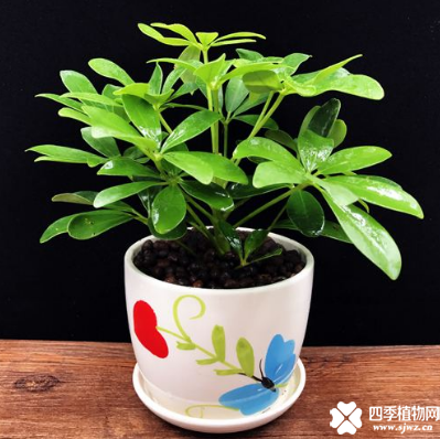 鸭掌木怎么养