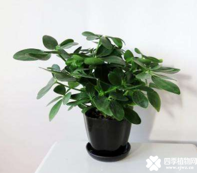 鸭掌木怎么养