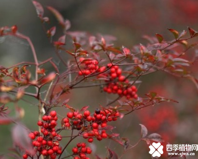 家中盆栽南天竹养护方法
