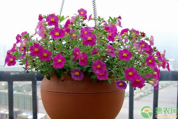 家庭花卉植物养殖最易犯的8大施肥误区
