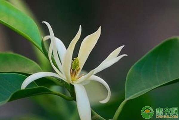 家庭花卉植物养殖最易犯的8大施肥误区