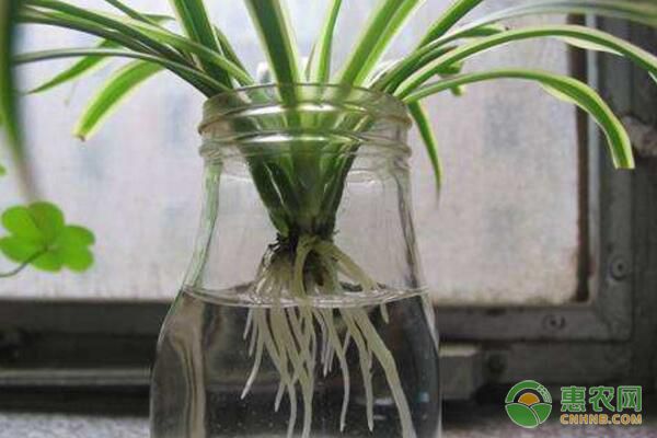 水培花卉需要哪些条件？家养水培花卉温度光照要点讲解