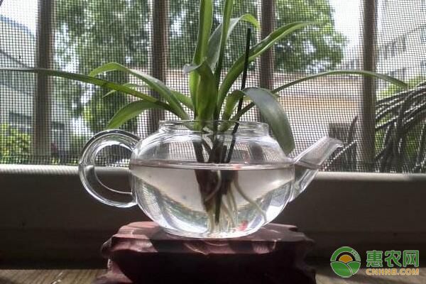 水培花卉需要哪些条件？家养水培花卉温度光照要点讲解