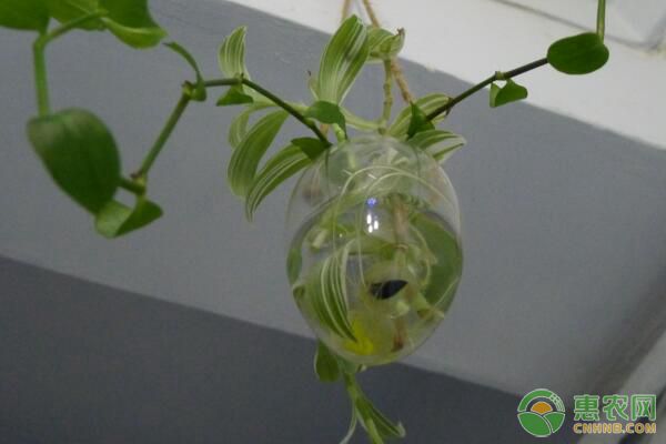水培花卉需要哪些条件？家养水培花卉温度光照要点讲解