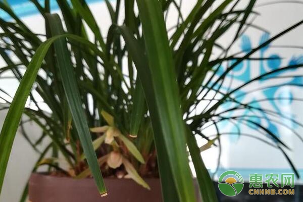 弱小兰花苗莳养方法及养护指南
