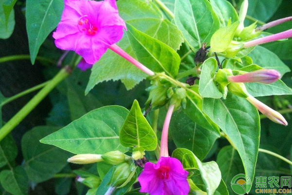 紫茉莉怎么种？浅谈紫茉莉栽培管理技巧