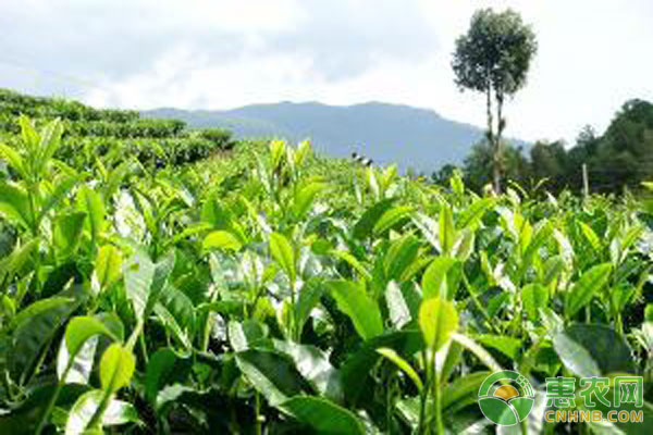 怎样的土壤才适合茶树生长？