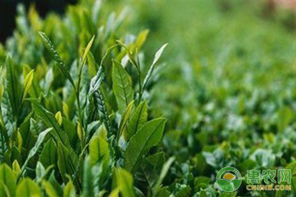 怎样的土壤才适合茶树生长？