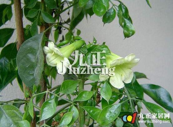 绿宝树如何养殖 绿宝树的作用