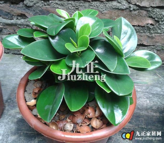 豆瓣绿的养护 豆瓣绿水培方法