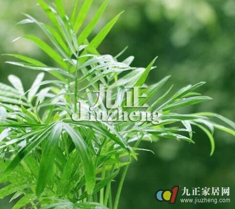 袖珍椰子怎么养 袖珍椰子的栽培技术