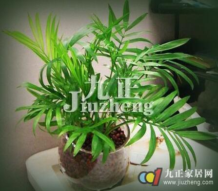 袖珍椰子怎么养 袖珍椰子的栽培技术