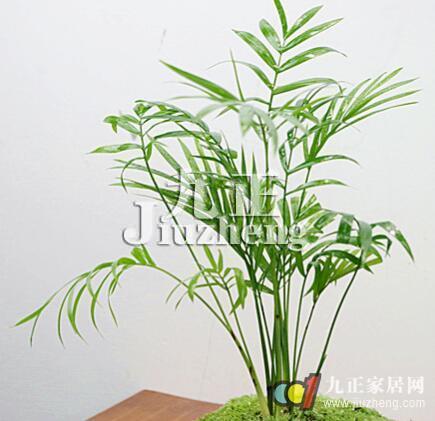 袖珍椰子怎么养 袖珍椰子的栽培技术