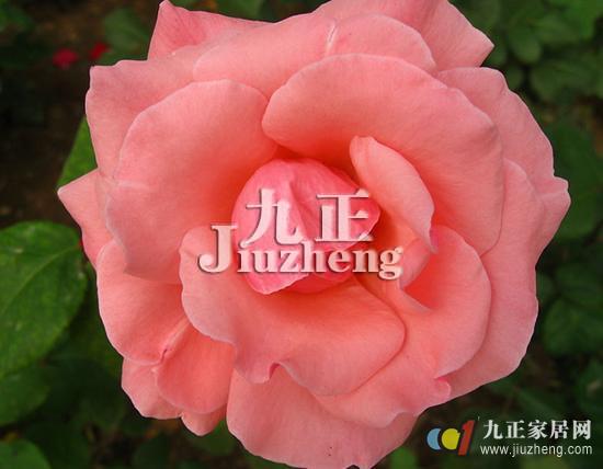 香水月季怎么养殖 香水月季养殖方法