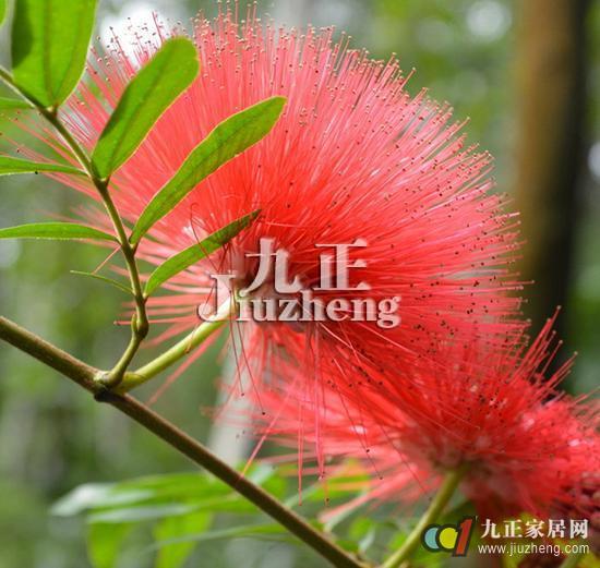 合欢花怎么养 合欢花养殖方法