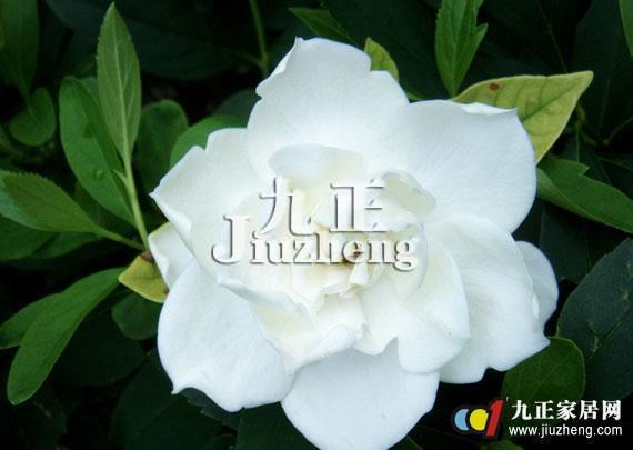 栀子花可以水培吗 栀子花水培方法