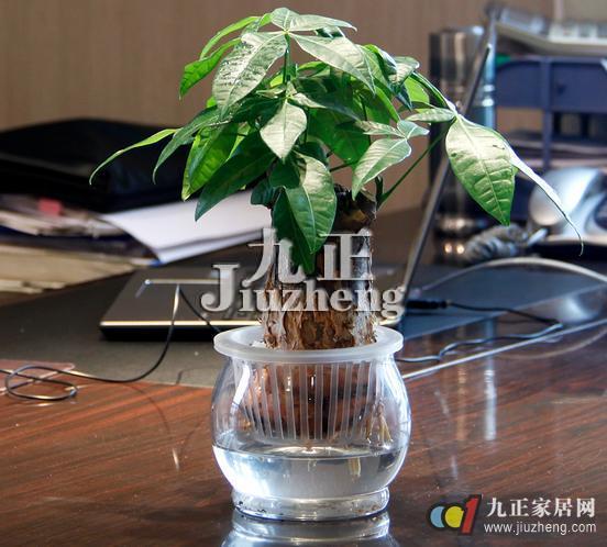 发财树容易养殖吗 发财树的养殖方法