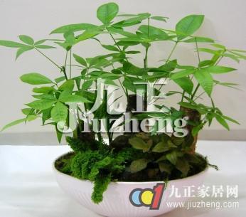 发财树容易养殖吗 发财树的养殖方法