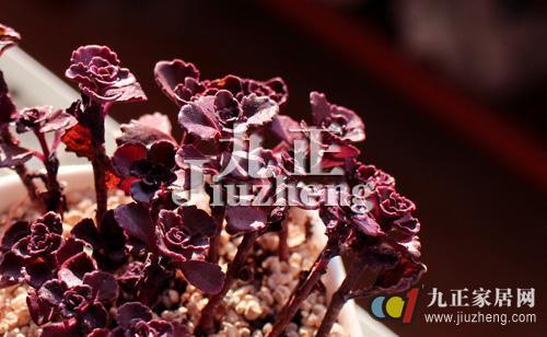 小球玫瑰的养殖方法 小球玫瑰的养殖要点