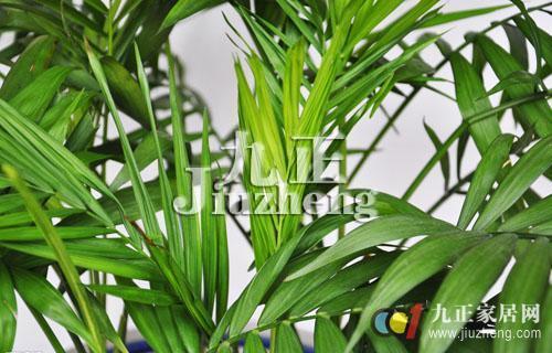 散尾葵的养殖方法 散尾葵的作用