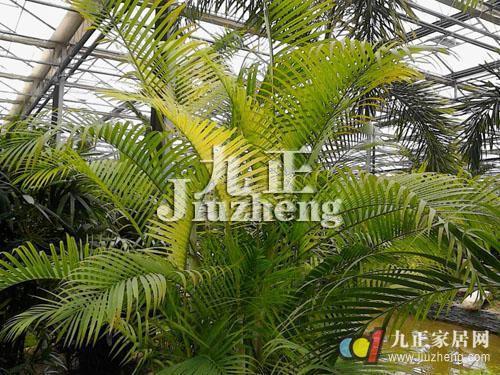 散尾葵怎么养 散尾葵的养殖方法和注意事项