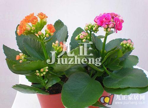 长寿花养殖方法 长寿花修剪方法