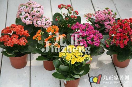 长寿花养殖方法 长寿花修剪方法