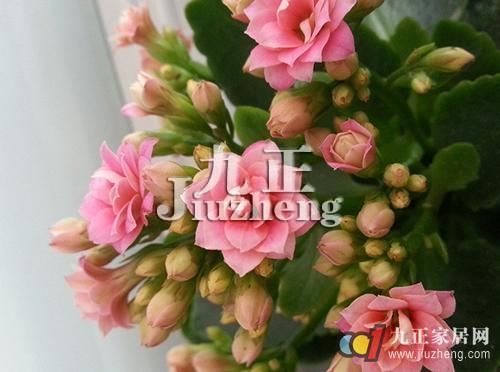 长寿花养殖方法 长寿花修剪方法