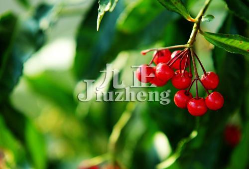 富贵子怎么养 富贵子的养殖方法和注意事项