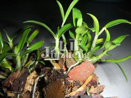 铁皮石斛怎么种植 铁皮石斛功效与作用