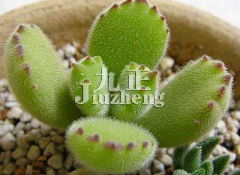 熊童子的作用是什么 熊童子怎么养殖