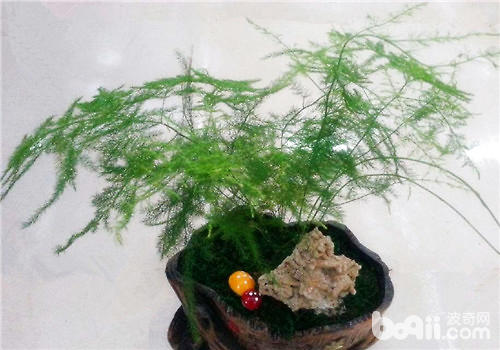 用白糖水给文竹浇水好吗？