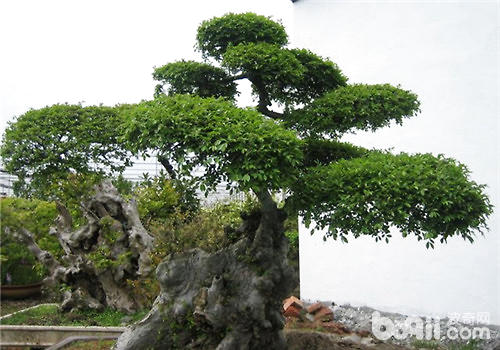 榆树盆景的修剪方法