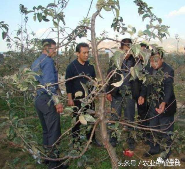 实用的苹果树修剪技术！不同树龄方法不一样