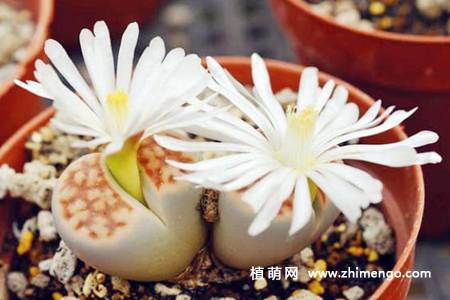 福寿玉多肉植物养殖种植方法、习性