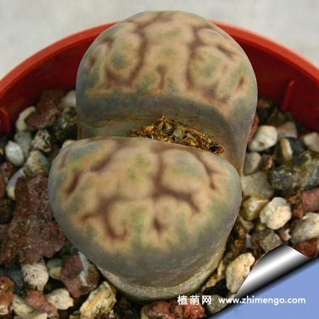 福寿玉多肉植物养殖种植方法、习性