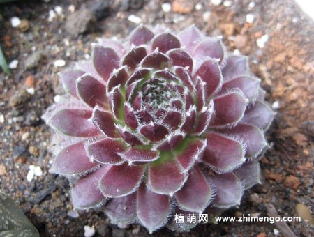红卷绢怎么养，6种日常养护方法