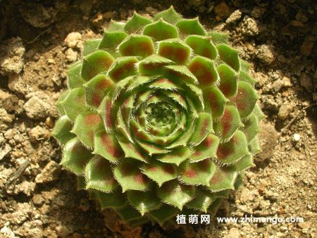 红卷绢怎么养，6种日常养护方法