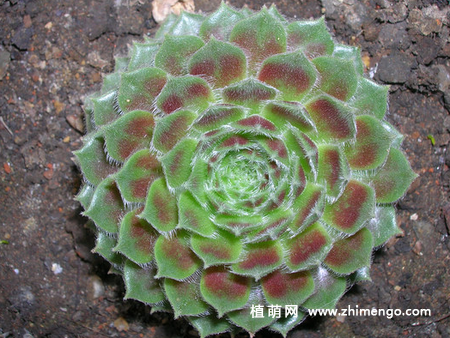 红卷绢怎么养，6种日常养护方法