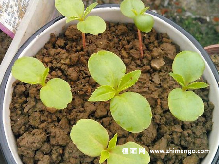 茶花凤仙种子种植方法