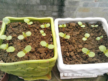 茶花凤仙种子种植方法