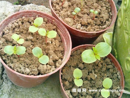 茶花凤仙种子种植方法