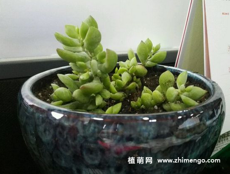 达摩福娘怎么养