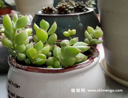 达摩福娘怎么养