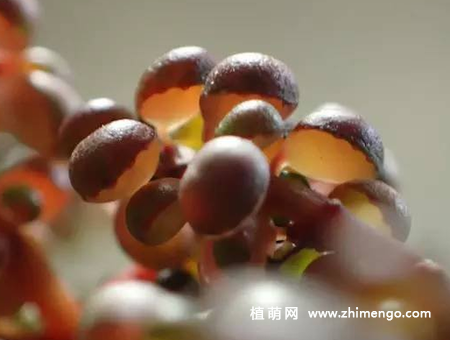 露镜多肉怎么养，5种日常养殖方法