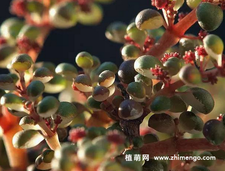 露镜多肉怎么养，5种日常养殖方法
