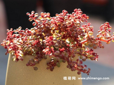 露镜多肉怎么养，5种日常养殖方法