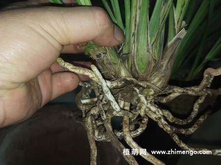 兰花怎么换盆，掌握这6点不愁换盆