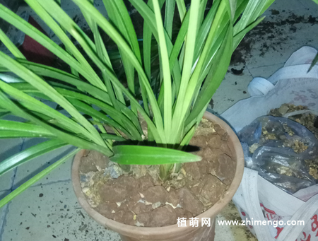 兰花怎么换盆，掌握这6点不愁换盆
